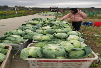 食用農(nóng)產(chǎn)品零售市場新觀察 品質(zhì)、渠道與消費趨勢的嬗變