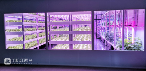 江西力源農業 創新模式，將農場“建在”超市，家門口的新鮮體驗